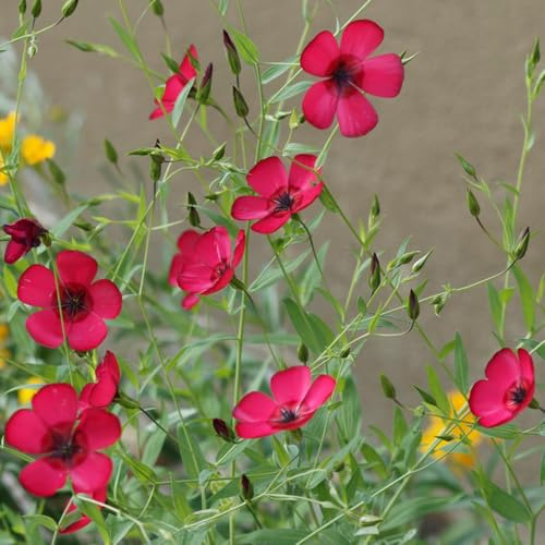 Semi di lino rosso, da giardino roccioso resistenti Semi di Linum grandiflorum, regali per gli amanti del giardino semi di esotiche 200pcs