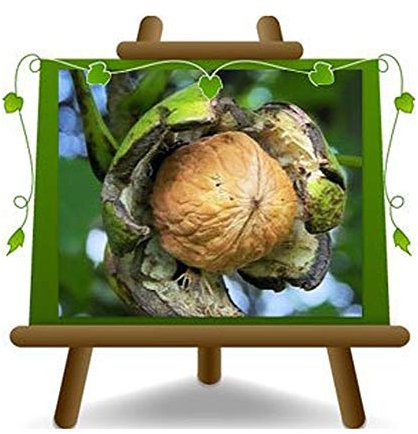 EURO PLANTS VIVAI Noce Comune – Pianta da Frutto su Vaso ø 20 cm - Altezza 150~170 cm - Età 2 Anni