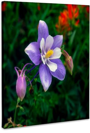 3dRose USA, Colorado, Rocky Mountains, Yankee Boy Basin, Columbine flower. Museum Grade Canvas Wrap 11x14
