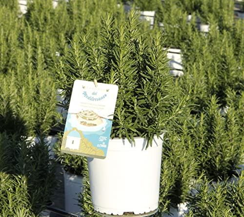 Planta Aromática Natural Romero en Maceta Ideal para Terraza y Jardín Planta de Exterior Mediterránea