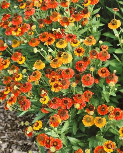 Helenium x cult. 'Red Army' ca. 11x11 cm Topf - Sonnenbraut, leuchtend rote Blüten, Blütezeit Juli-September, ideal für Rabatten, bienenfreundlich, pflegeleicht