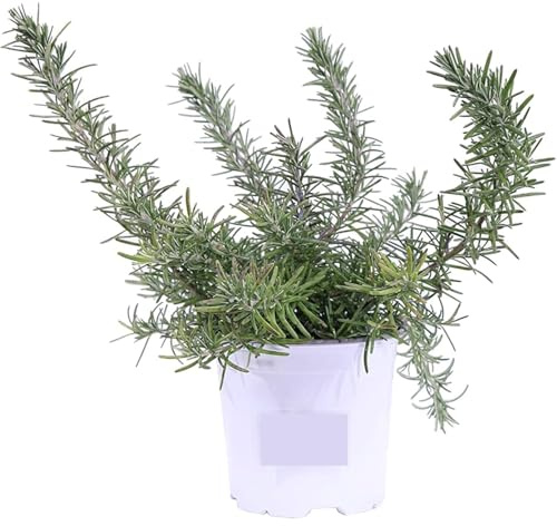 Piantine Rosmarino Prostrato | 1 Piantina Tappezzanti Aromatiche | Rosmarinus officinalis ‘Prostratus’ | Facili da Coltivare per Bordure, Vasi e Giardini Profumati