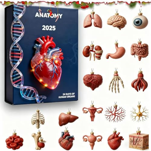Anatomie Adventskalender - 24 Tage mit Mini Organ-Anhängern, Medizinische Charm-Kollektion aus Acryl für Ärzte, Pflegekräfte & Studenten | Originelles für Mediziner und Wissenschaft