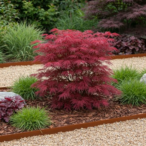 Japanischer Ahorn Acer palmatum 'Skeeter’s Broom' 2 Pflanzen Ø19 cm 70 cm | balkon, winterhart, für Beet und Kübel, bienenfreundlich