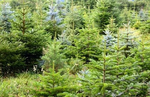 25st. Rotfichten 40-70cm Fichte Brennholz Weihnachtsbaum Picea abies Rotfichten Wurzelware Forstpflanze