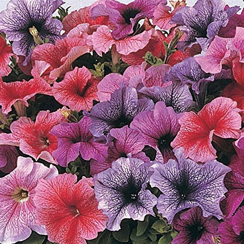 Viridis Hortus - Petunia F1 Daddy Mixed - 30 Pelleted Flowers Seeds