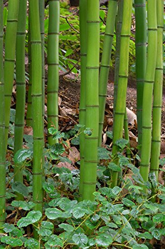 100 Semi di bambù di legno cinese (Phyllostachys Vivax)