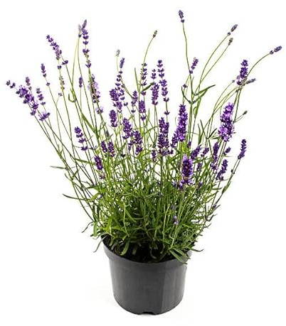 Lavandula o Lavanda Planta Natural Resistente