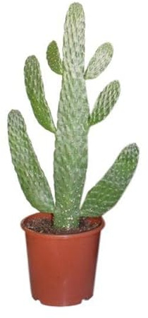 Opuntia Consolea – Ø17 cm – 55 cm