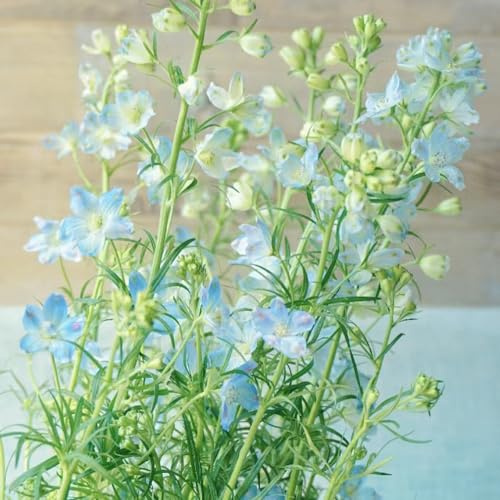 Semi di delphinium - semi di selvatici, estivi resistenti per giardini rocciosi decorazioni giardino per esterni giardinieri varietà 85pcs