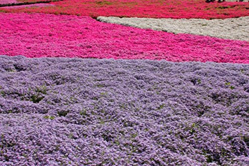 Staude Polsterphlox Mischung - 4 Stück -phlox subulata- Bodendecker weiße, blaue, pinke, weiß-rosane Blüten immergrün winterhart mehrjährig pflegeleicht - Garten Schlüter - Pflanzen in Top Qualität