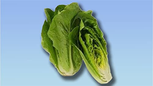 Planète graines - lot de graines de laitue ROMAINE PARRIS ISLAND COS - 0,2 GRAMMES - LETTUCE PARRIS ISLAND COS