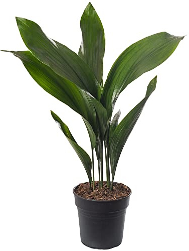 Plante d'intérieur Aspidistra Elatior, aussi appelée Plante en fonte. Haute, exotique et toujours verte.