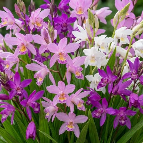 Bletilla Mix Collection - 5 Fleurs à Planter Exterieur - Plante Exterieur Jardin - Naturelle Plantes de Hollande pour pot et jardin (pas de graines, non artificielle)