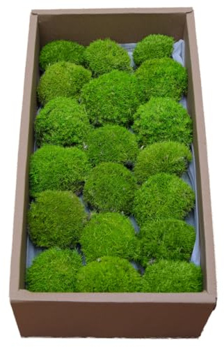 ZenceWell Preserved Moss for DIY Crafts 0.14m² Natural Dried Moss –Lime | Evergreen & No Water Needed – Light Green Natural Dried Moss for Terrariums, Wall Art, Floral Arrangements & Home Décor