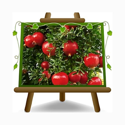 EURO PLANTS VIVAI Grenadier Wonderful plante fruitière en pot 26 cm hauteur maximale 180 cm - Âge 4 ans