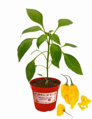 P. Piantine da Orto | Peperoncino Fatalii, Pianta in Vaso Diametro 14 cm, Pianta Pronta per il Trapianto, Pianta Vera, Frutta da Mangiare, Vivaio Italiano