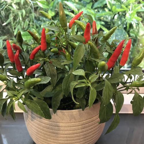 Pepper Chilli Quick Fire F1 - Fast-Maturing, Compact Variety for Indoor Gardening - Ornamental Conical Chillies with 40,000 Scoville Rating - Prolonged Harvesting - 1x Seed Packet by Thompson & Morgan
