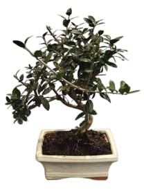 Bonsái de Olivo Vivo (Olea Europaea) – Elegancia Natural para Interior y Exterior – DECOALIVE