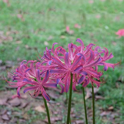 giglio ragno, giglio di sangue - rialzata giardino per interno lycoris radiata decorazione autunnali decorazione soggiorno 10bulbi