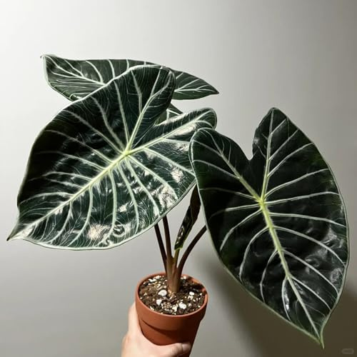 50 piezas Semillas de Alocasia, Semillas de Alocasia, plantas decorativas jardín flores resistente regalo de jardineria abeja pasto semillas semillas de flores plantas verdes plantas