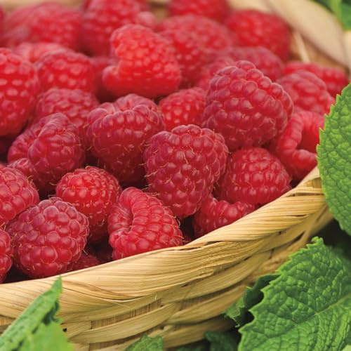 Sweet Repeat Red Raspberry Bush Dormant Bare Root Fruit Bearing Starter Plant - 1 Starter Plant per Offer