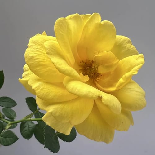 Hybride Rosen Strauchform - Winterhart, duftend und doppelfarbig, perfekte Gartenzierpflanzen-3knollen-C