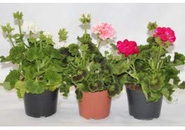 Geranio zonal (Blanco)