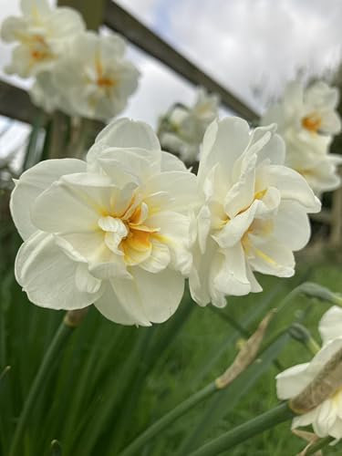 10 Daffodil 'Sir Winston Churchill' Bulbs (Narcissus) Free UK Postage
