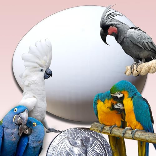 DummyEggs Plastic Large Parrot Eggs for Macaw & Cockatoo, 2 Dummy Solid Non-Toxic Fake Eggs 1-7/8 x 1-1/2 (4.8 x 3.8cm)