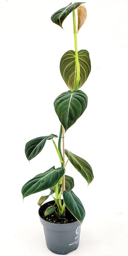 POWERS TO FLOWERS - PHILODENDRON, PHYLODENDRON, MONSTERA MELANOCHRYSUM, pianta vera