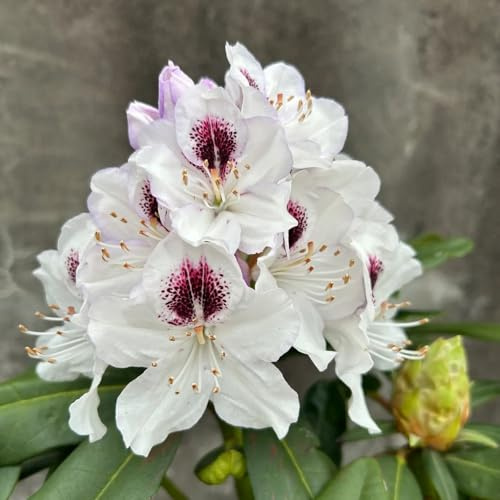 semillas resistentes del rododendro, perennes 100pcs