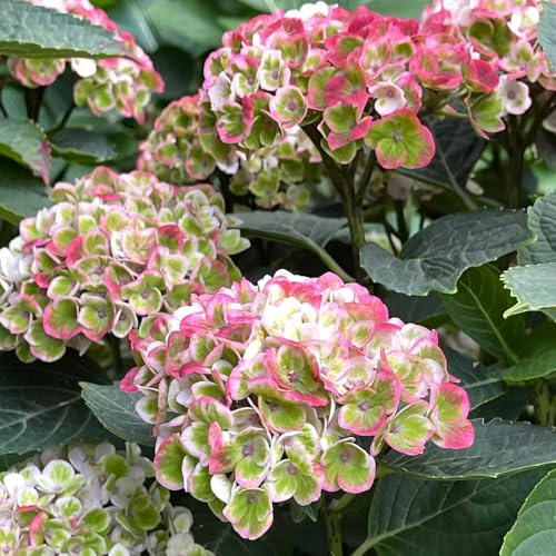 Hortensien - sträucher blumensamen steingartenpflanzen winterhart blumendeko bio blumensamen gastgeschenk immergrüne sträucher winterhart exotische sommerblumen geschenke für 20Samen