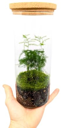 Asparagus Fern Terrarium 23cm