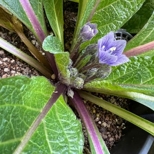 AlrauneSamen - grünpflanzen balkonpflanzen winterharte für garten pflanzensamen exotische kräuterbeet balkon kräutergarten geschenk gartendeko für draußen 15pcs