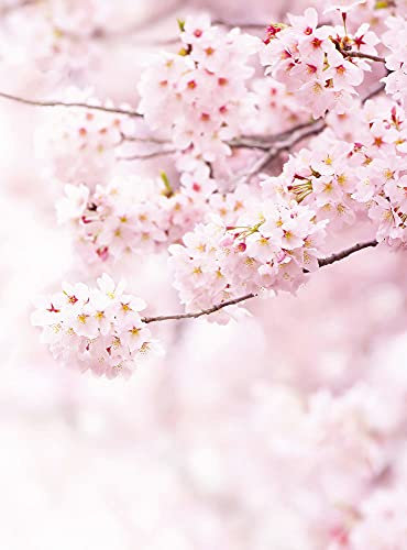 Carta da parati fotografica Delicate Flowers | Fiori di ciliegio albero naturale | 1,92 m x 2,6 m | Rosa, Bianco