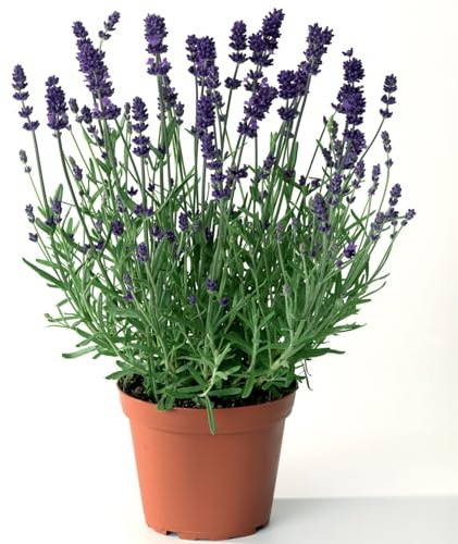 Lavanda (Lavandula angustifolia) 3 Piantine in Vaso | Fioritura Estiva Profumata, Sempreverde, Perenne Aromatica e Facile da Coltivare | Ideale per Giardino, Vaso, Aromaterapia