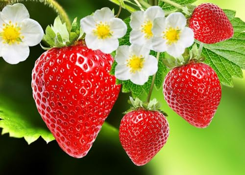 Rare Red Strawberry Seeds for Planting – 300 Non-GMO Heirloom Seeds - Extra Big, Juicy, Sweet Strawberries- Potted Fruit Plant