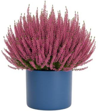 DECOALIVE Planta Calluna (Brezo) Natural Toque Verde y Decorativo