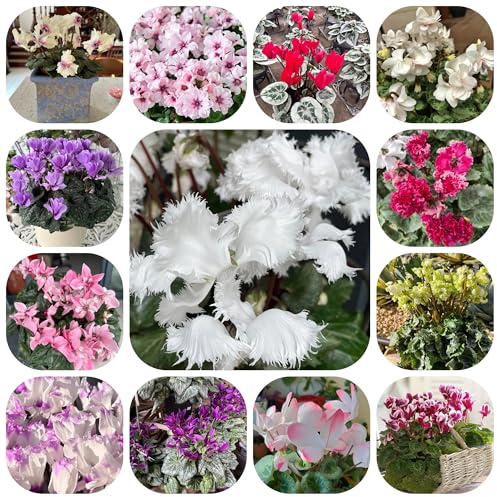 semi di ciclamino da esterno - ciclamino - ombra di per aiuole rialzate resistenti all'esterno di recisi decorazione da giardino 200pcs