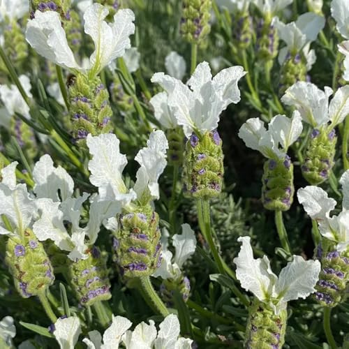 semi resistenti di lavanda da orto per orto e giardino lavanda da giardino roccioso resistenti medicinali appartamento 800pcs