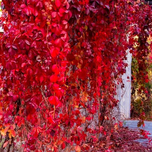 Semi di vite selvatica - rampicanti resistenti decorazioni da giardino per esterni prodotti sostenibili Perenni resistenti organico da balcone verdi per luoghi soleggiati 300pcs