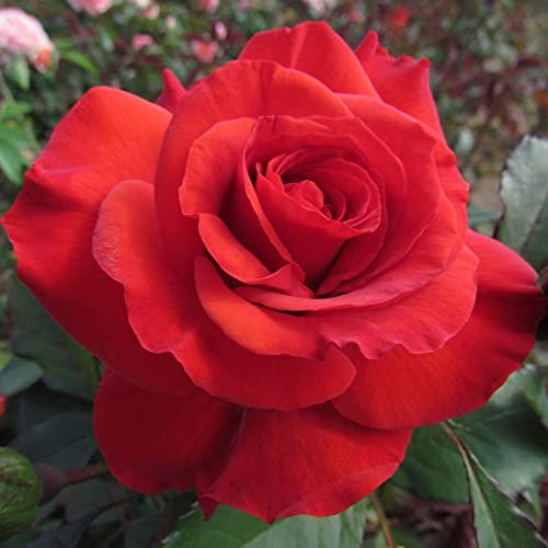 Charles Dickens - 5.5lt Potted Hybrid Tea Garden Rose Bush - Exclusive Introduction, Large Swirled Bright Red Blooms, Healthy, Great Gift Idea!