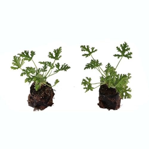 Plantas de GERANIO ANTIMOSQUITOS Set de 2 Unidades Vivas Plantas Naturales de Interior y Exterior