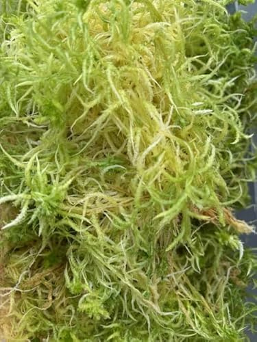 lebendes Sphagnum Moos 500g