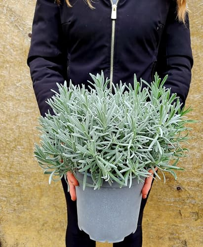 POWERS TO FLOWERS - LAVANDA ANGUSTIFOLIA, vaso 18cm diametro, piante vere