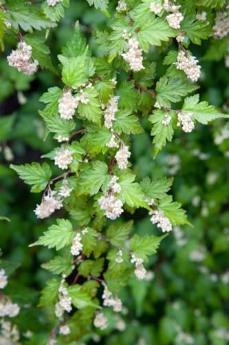 Kranzspiere Stephanandra incisa Crispa 30-40 cm Bodendecker winterhart
