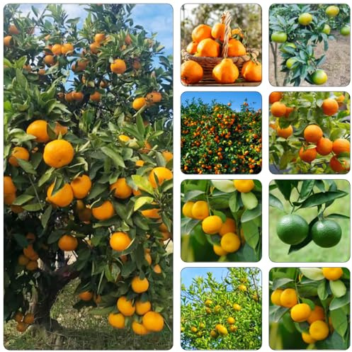 Orangenbaum winterharte kübelpflanzen hochbeete für garten winterharte stauden mehrjährig obstsamen topfpflanzen draußen winterhart baumsamen zimmerpflanze bonsai bäumchen kaufen 60samen