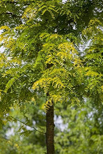 Lederhülsenbaum Gleditsia triacanthos Sunburst 120 cm winterhart | Goldgelbes Laub, sonniger Standort, dornenlos, hitzevertraeglich, ideal als Solitaer, langlebig, robust