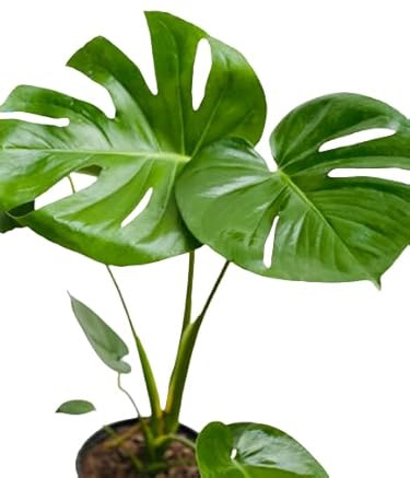 Monstera Deliciosa Natural Planta Exótica para Interiores de Hoja Partida